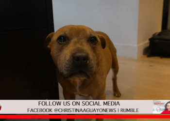 183 Animals Found In Freezer Including Dogs, Some Were ‘Frozen Alive’ Police Say