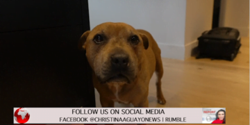 183 Animals Found In Freezer Including Dogs, Some Were ‘Frozen Alive’ Police Say