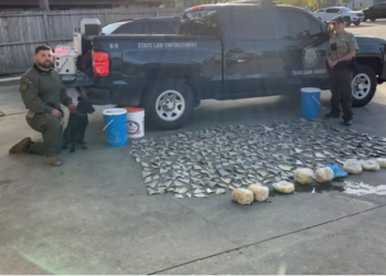 Hundreds Of Shark Fins found At Restaurant In Texas