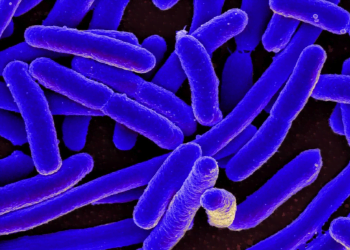 More E. Coli Cases Reported As Outbreak Possibly Linked To Fast Food Chain Lettuce