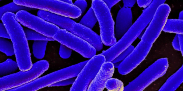 More E. Coli Cases Reported As Outbreak Possibly Linked To Fast Food Chain Lettuce