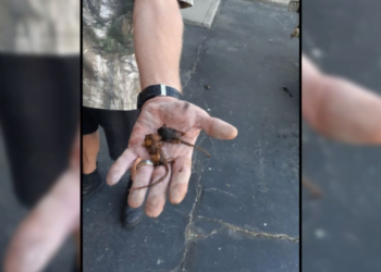 Mice Crawling Out Of Water Heaters: ‘The Water In Here Tasted A Little Off’ New York Residents Say