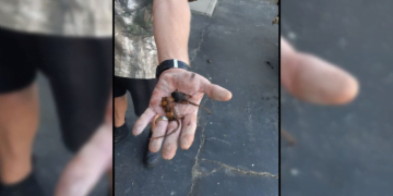 Mice Crawling Out Of Water Heaters: ‘The Water In Here Tasted A Little Off’ New York Residents Say