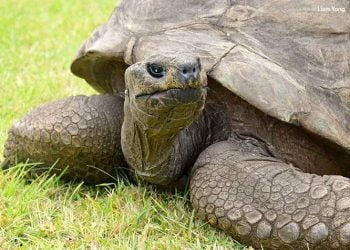 World’s Oldest Animal, Jonathan The Tortoise, Celebrates 190th Birthday
