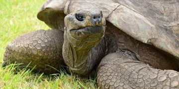 World’s Oldest Animal, Jonathan The Tortoise, Celebrates 190th Birthday