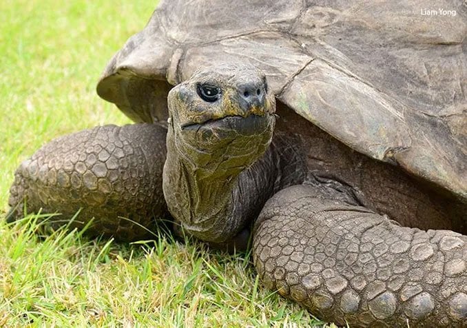 World’s Oldest Animal, Jonathan The Tortoise, Celebrates 190th Birthday ...