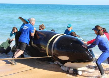 21-Foot Killer Whale Dies After Washing Ashore On Florida Beach