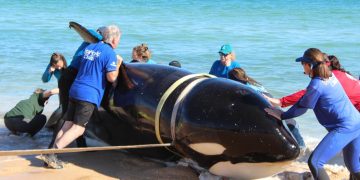 21-Foot Killer Whale Dies After Washing Ashore On Florida Beach